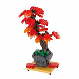 Bonsai Maple - OUT OF STOCK: ETA Late Sep