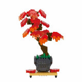 Bonsai Maple - OUT OF STOCK: ETA Late Sep
