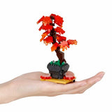 Bonsai Maple - OUT OF STOCK: ETA Late Sep