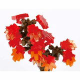 Bonsai Maple - OUT OF STOCK: ETA Late Sep