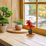 Bonsai Maple - OUT OF STOCK: ETA Late Sep