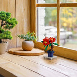 Bonsai Camellia - OUT OF STOCK: ETA Late Sep