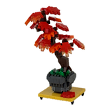 Bonsai Maple - OUT OF STOCK: ETA Late Sep