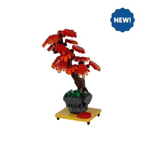 Bonsai Maple - OUT OF STOCK: ETA Late Sep