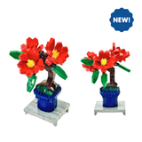 Bonsai Camellia - OUT OF STOCK: ETA Late Sep